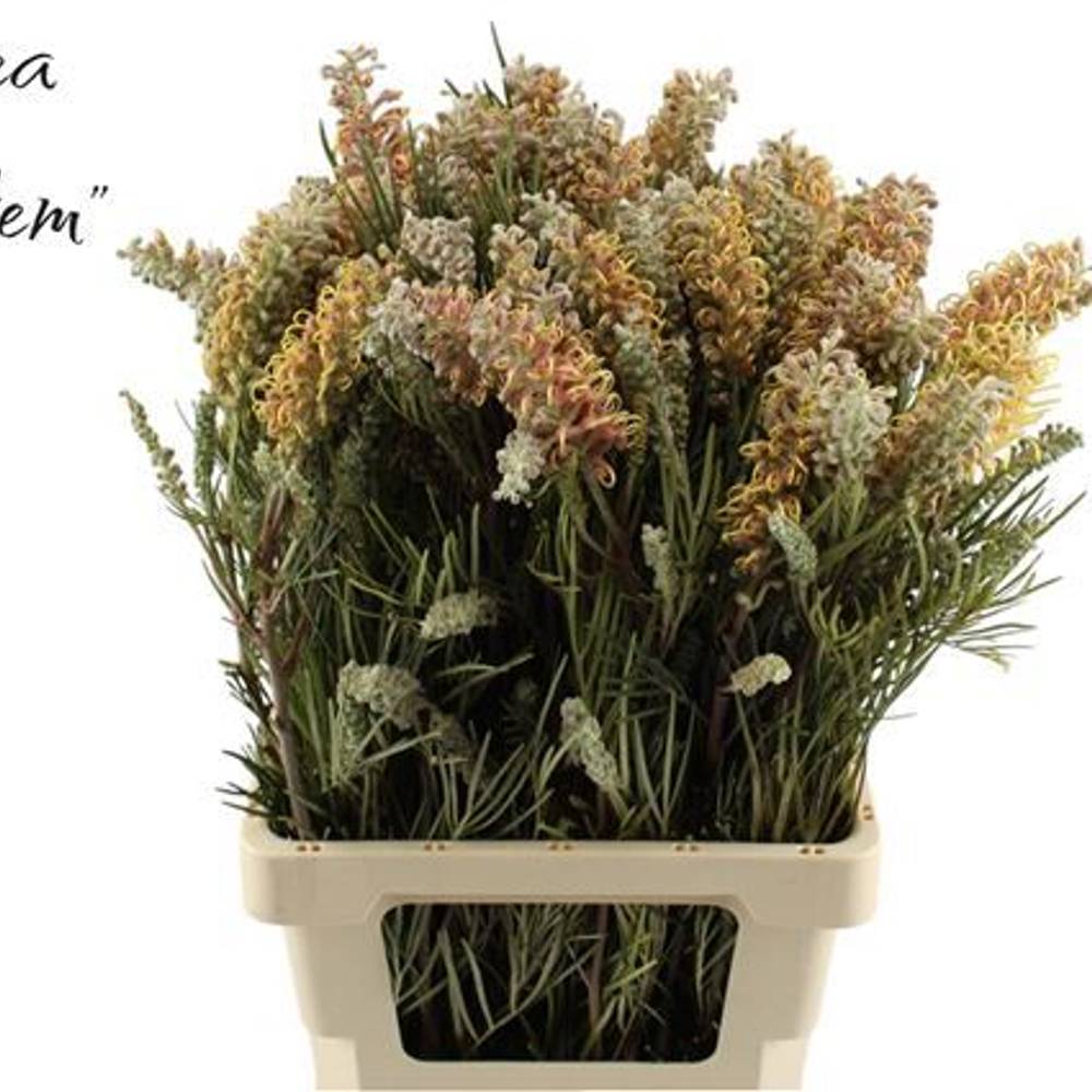 Grevilea apricot Cal Gem 70cm