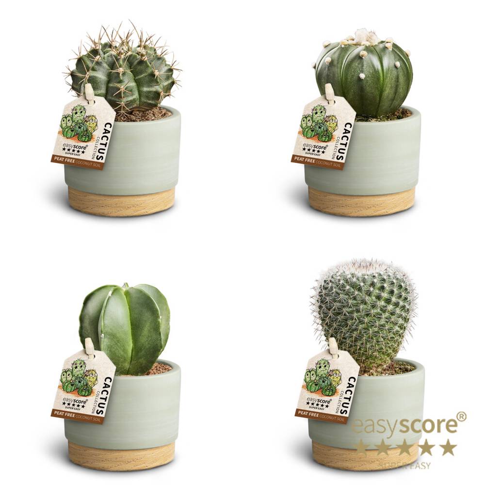 Astrophytum Myr. mix Keramik T07 H010