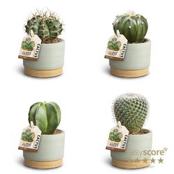 Astrophytum Myr. mix Keramik T07 H010