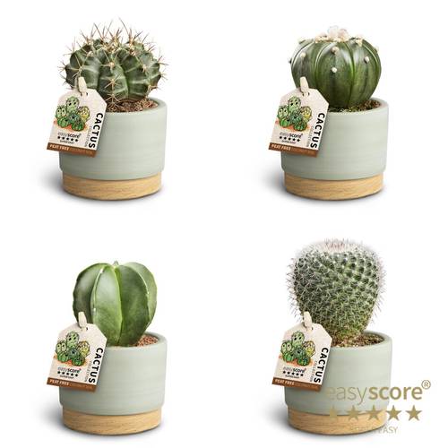 Astrophytum Myr. mix Keramik T07 H010