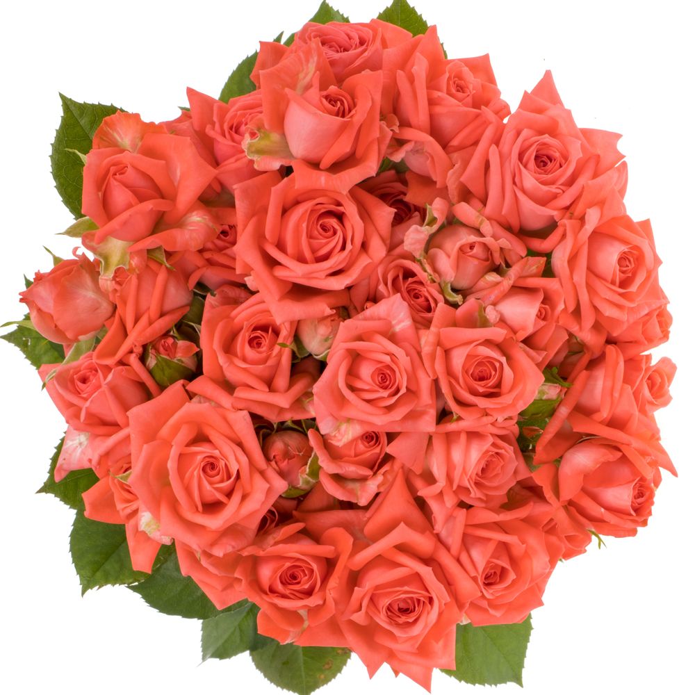 Rose verzweigt rosa Barbados 7+Blüte 70cm