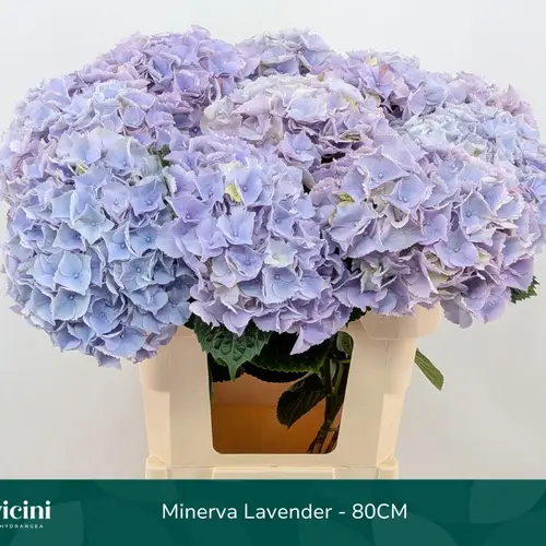 Hortensie milka Minerva Bol 22cm 80cm