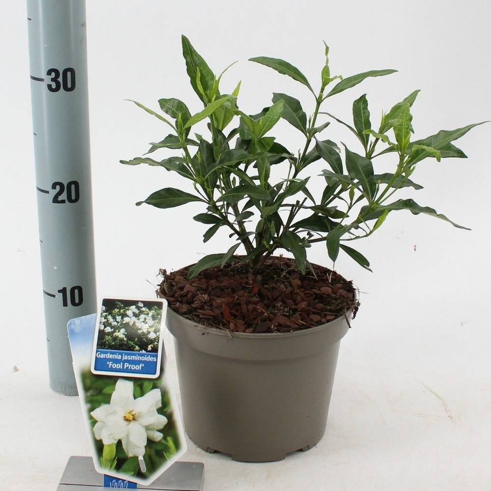 Gardenia Jasminoides weiss Fool Proof T17 H030