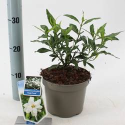 Gardenia Jasminoides weiss Fool Proof T17 H030