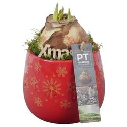 Amaryl.Arr PTACH5807 rote Bl. Weihnachten T12 H022