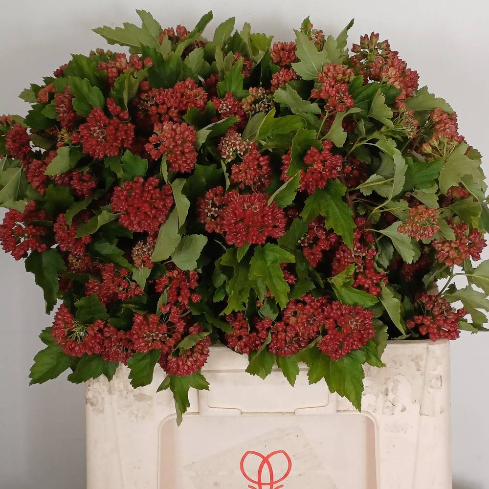 Physocarpus rot Diabolo 60cm