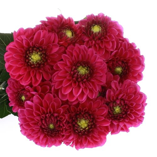Dahlia fuchsia Purple Fox 40cm