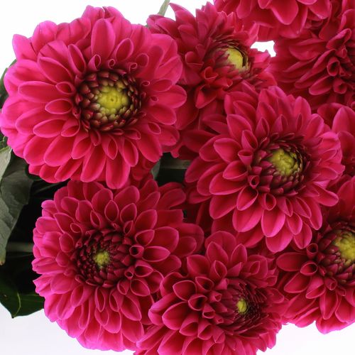Dahlia fuchsia Purple Fox 40cm