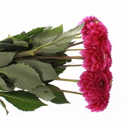 Dahlia fuchsia Purple Fox 40cm