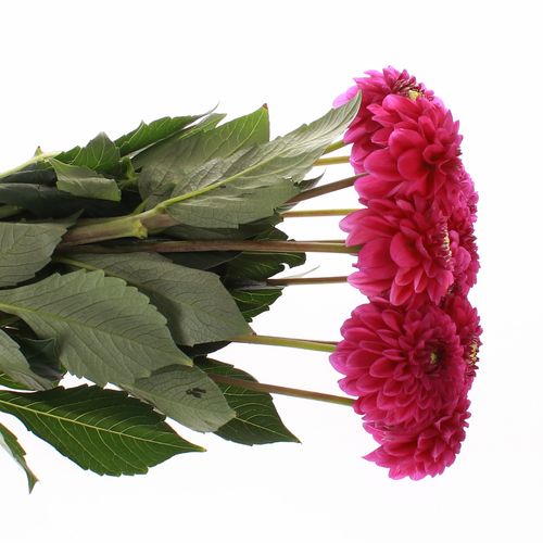 Dahlia fuchsia Purple Fox 40cm