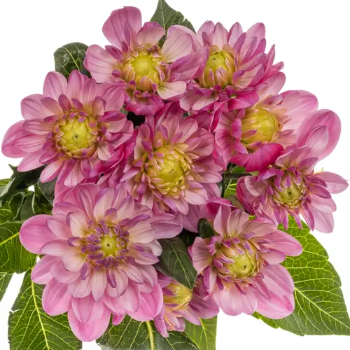 Dahlia rosa Annemarie 55cm
