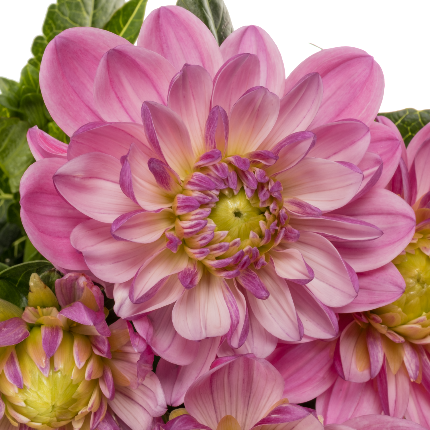 Dahlia rosa Annemarie 55cm