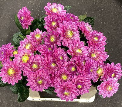 Dahlia rosa Annemarie 55cm