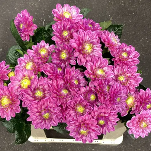 Dahlia rosa Annemarie 55cm