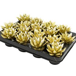 Echeveria Gefärbt Gold +Schnee T06 H008