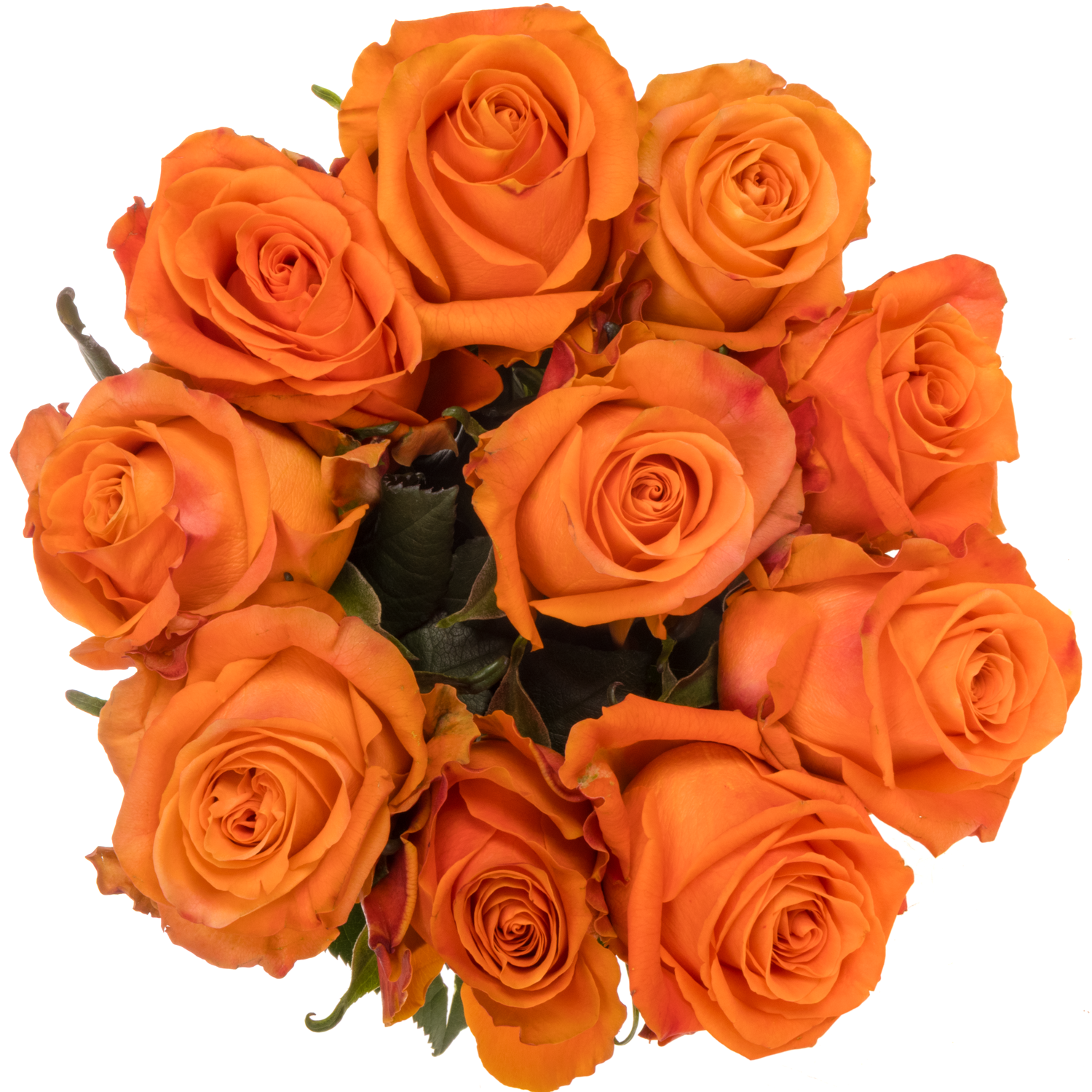 Rose orange On Fire 60cm