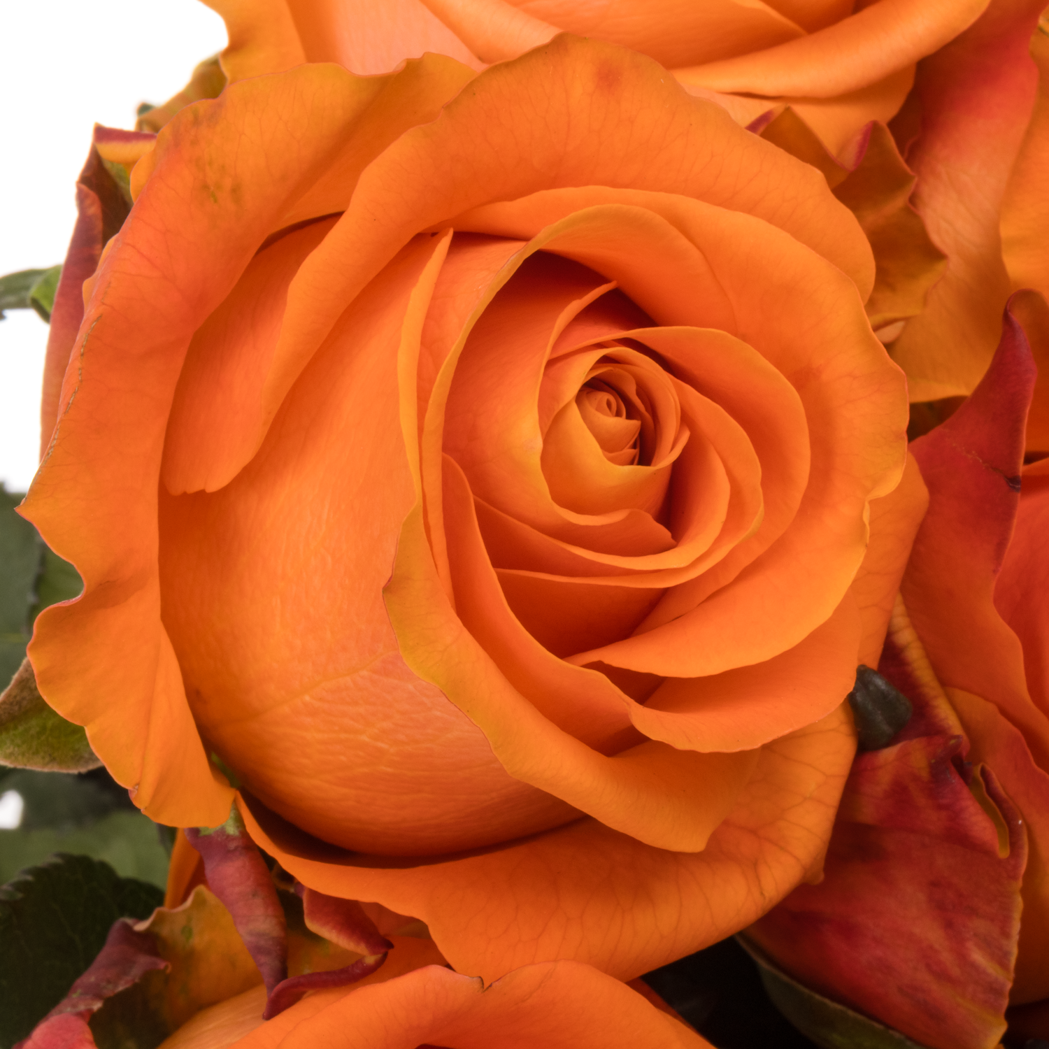 Rose orange On Fire 60cm
