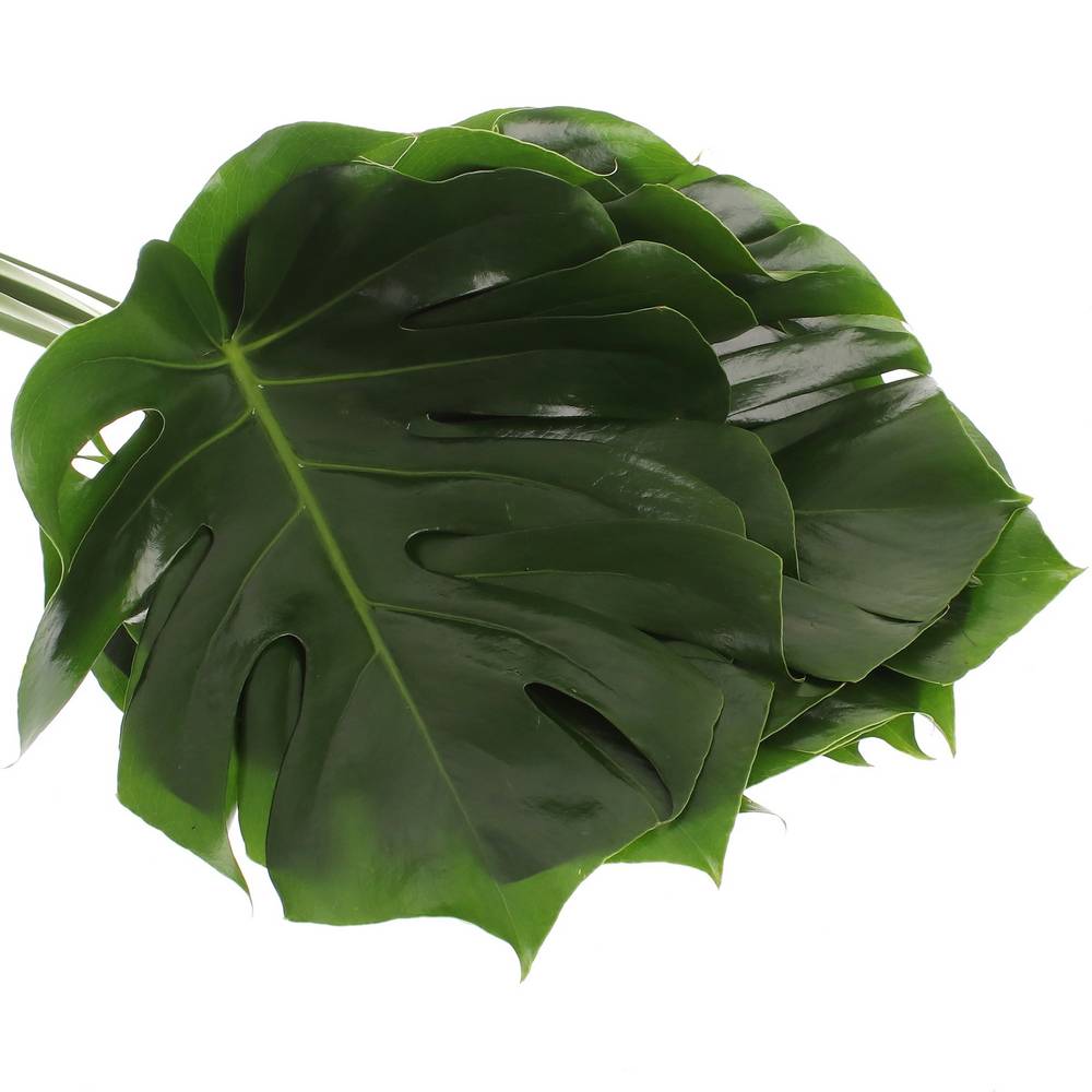 Monstera Blatt grün 70cm D.45cm XL