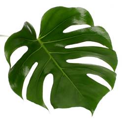 Monstera Blatt grün 70cm D.45cm XL