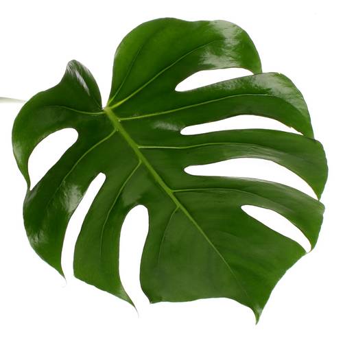 Monstera Blatt grün 70cm D.45cm XL