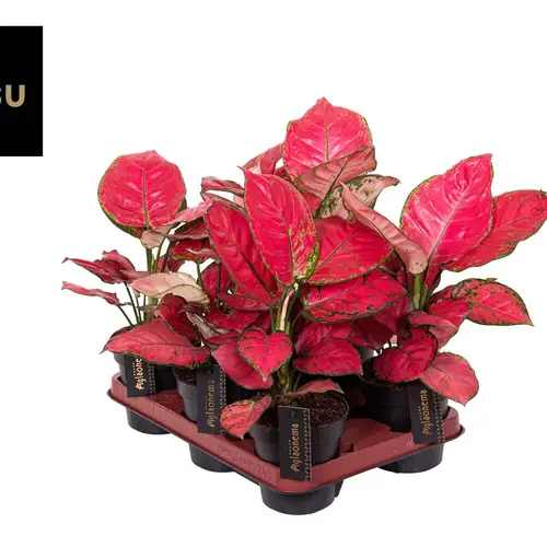 Aglaonema Rosa Joy T12 H030