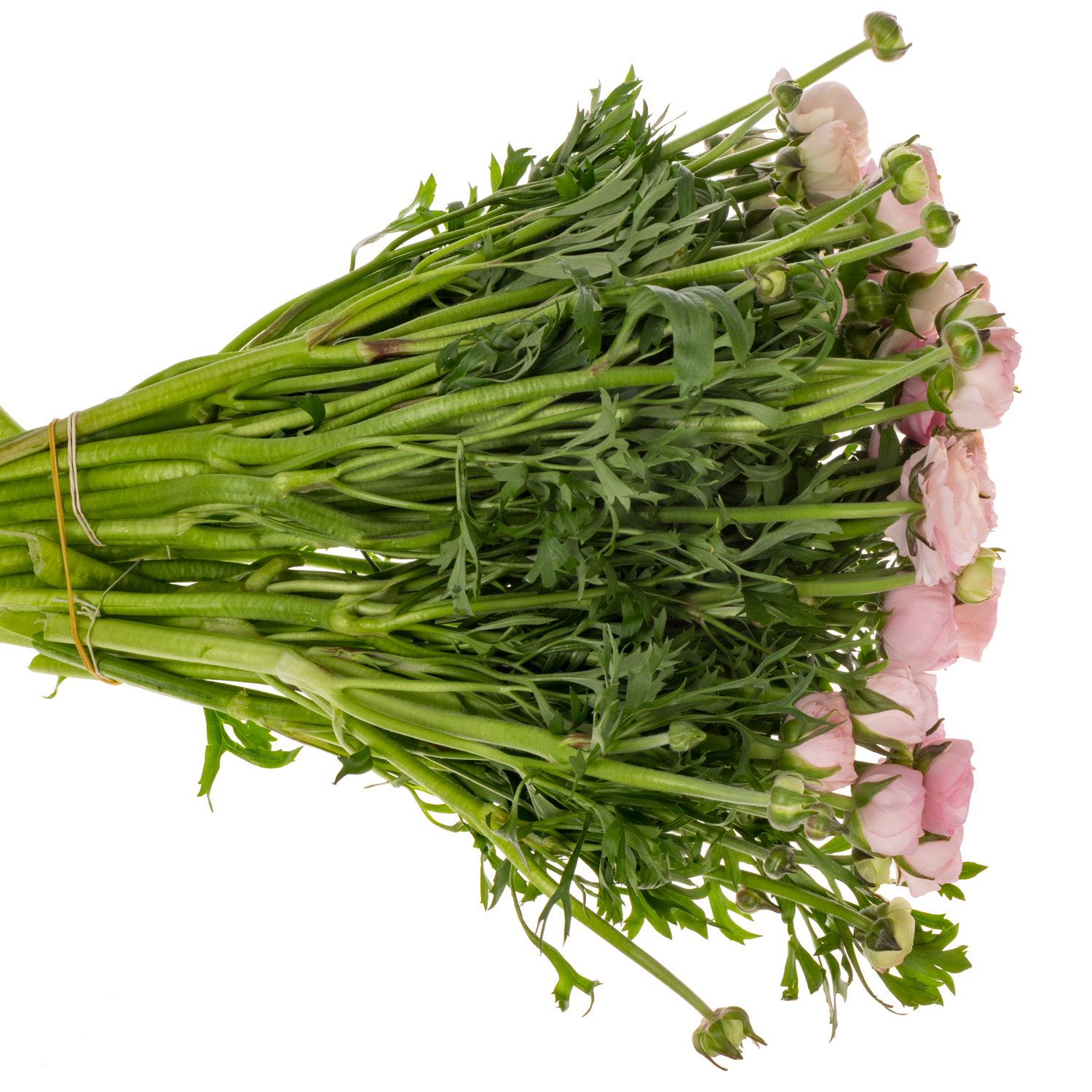 Ranunkel hell rosa  Elegance Pink 44cm x 30