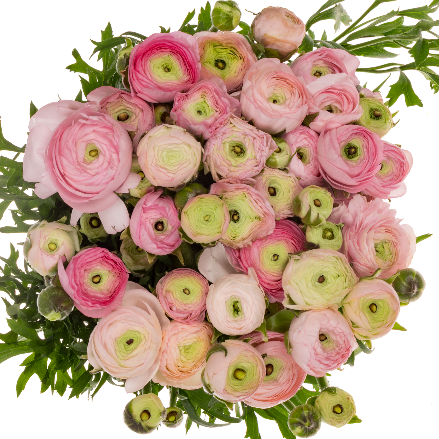 Ranunkel hell rosa  Elegance Pink 44cm x 30