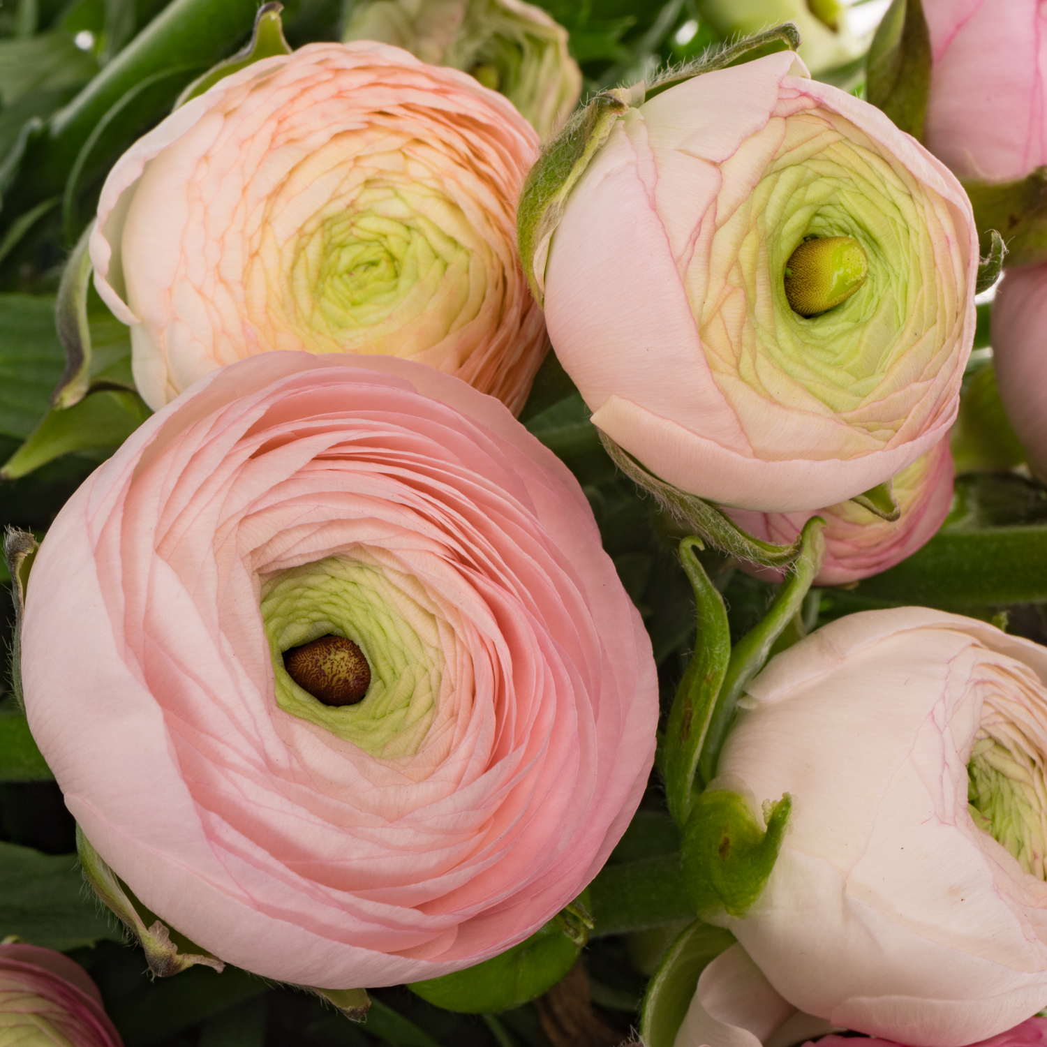 Ranunkel hell rosa  Elegance Pink 44cm x 30