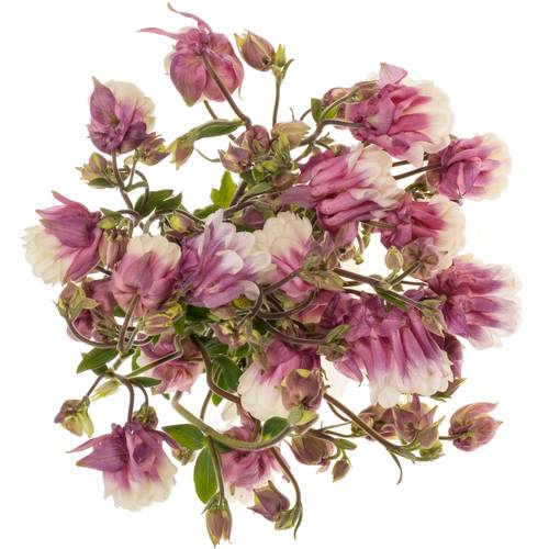Aquilei rosa Pink Cloud 50cm