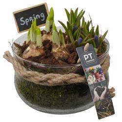 Zwiebel.Arr mix PTBM3954 T16 H016