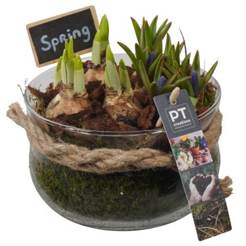 Zwiebel.Arr mix PTBM3954 T16 H016