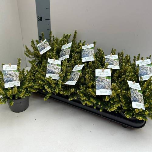 Erica Carnea weiss Winter Ladies T11 H020
