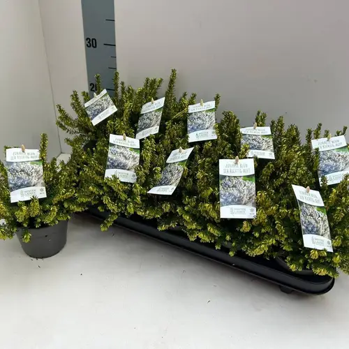 Erica Carnea weiss Winter Ladies T11 H020