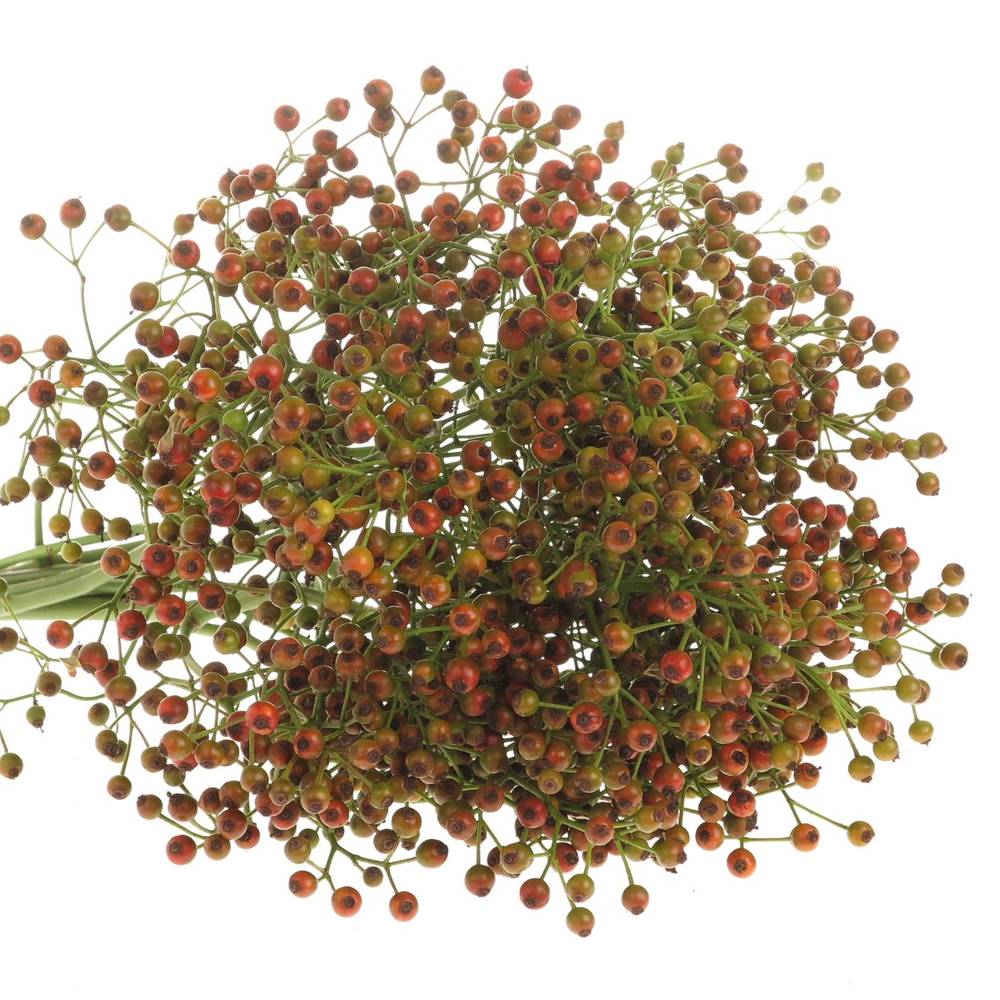 Hagebutte rot Autumn Flush 45cm 