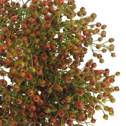Hagebutte rot Autumn Flush 45cm 