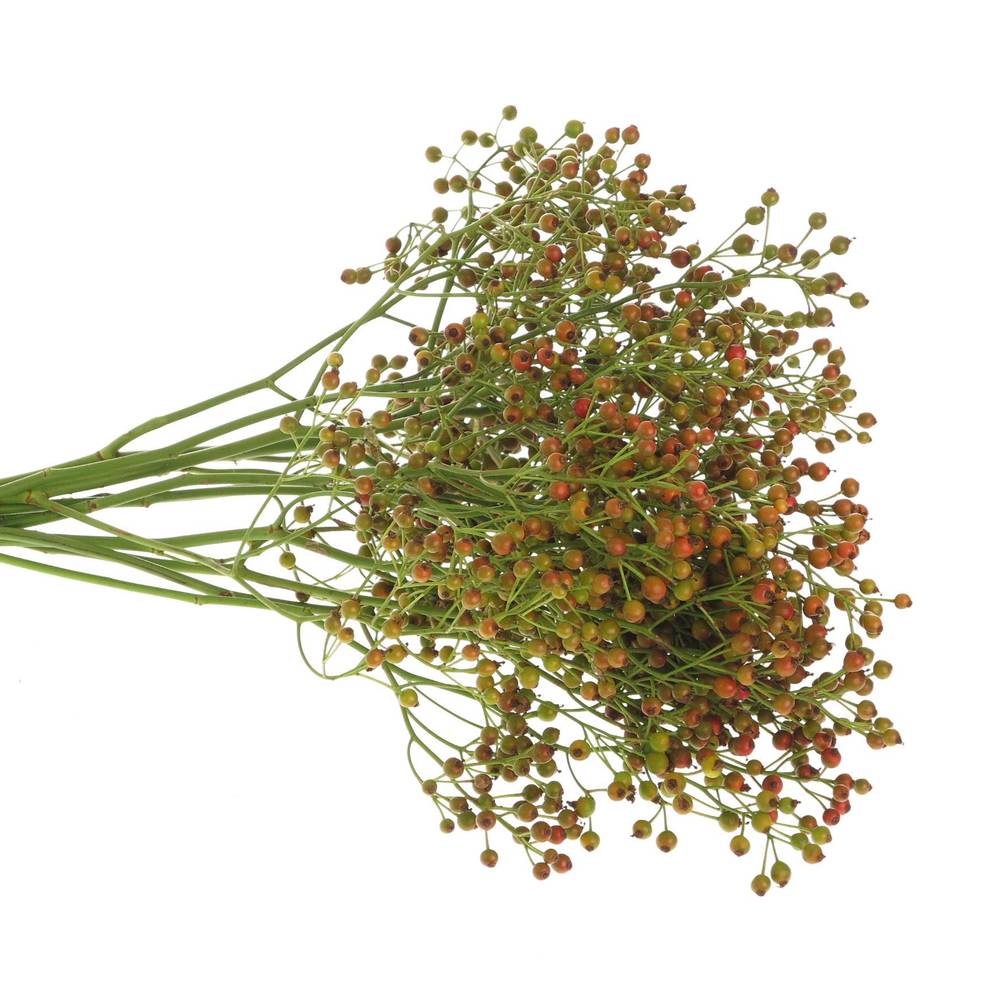 Hagebutte rot Autumn Flush 45cm 
