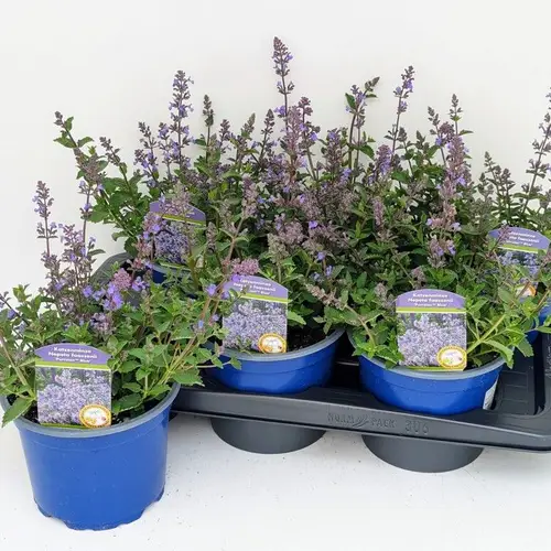 Nepeta lila Little Titch T17 H040
