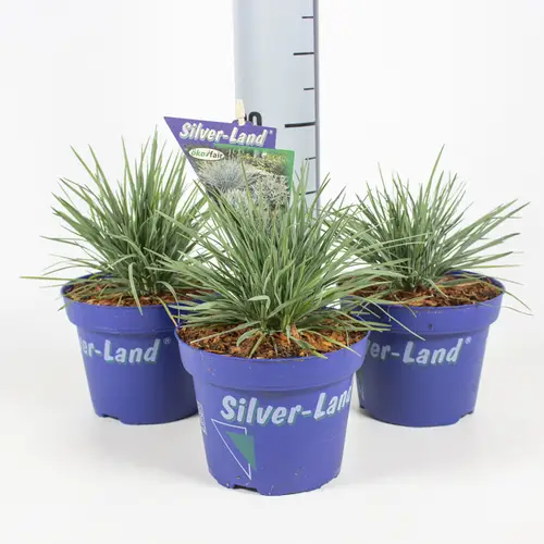 Koeleria Glauca T12 H15 Silver-land