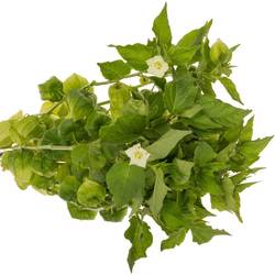 Physalis grün am Stiel