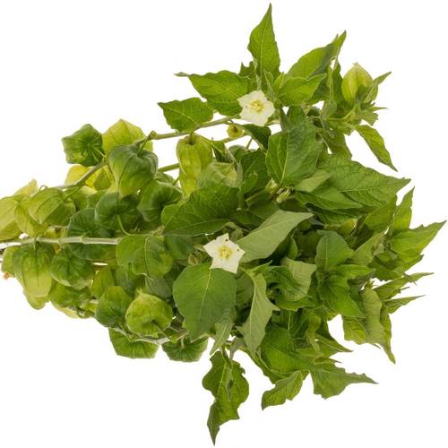 Physalis grün am Stiel