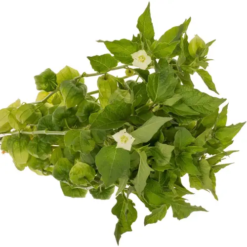 Physalis grün am Stiel