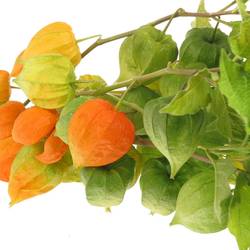 Physalis orange Am Stiel 80cm