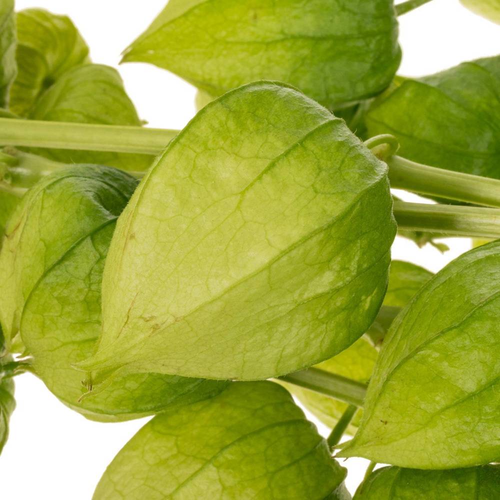 Physalis grün am Stiel