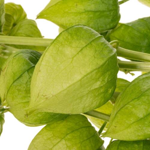 Physalis grün am Stiel