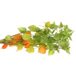 Physalis orange Am Stiel 80cm