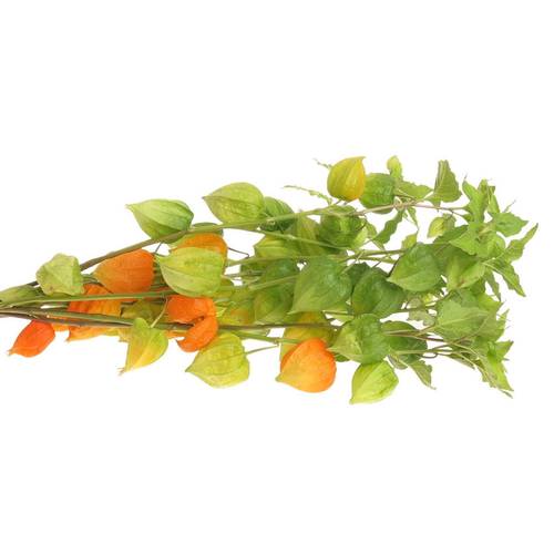 Physalis orange Am Stiel 80cm