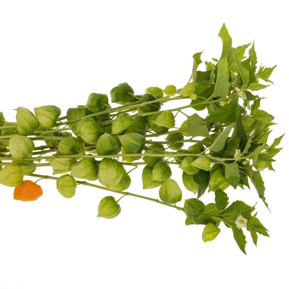 Physalis grün am Stiel