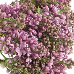 Flieder lila Dark Koster 2 Kopf 40cm