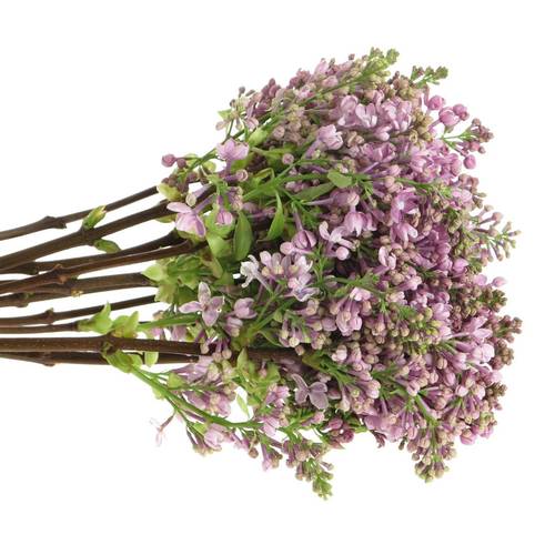 Flieder lila Dark Koster 2 Kopf 40cm