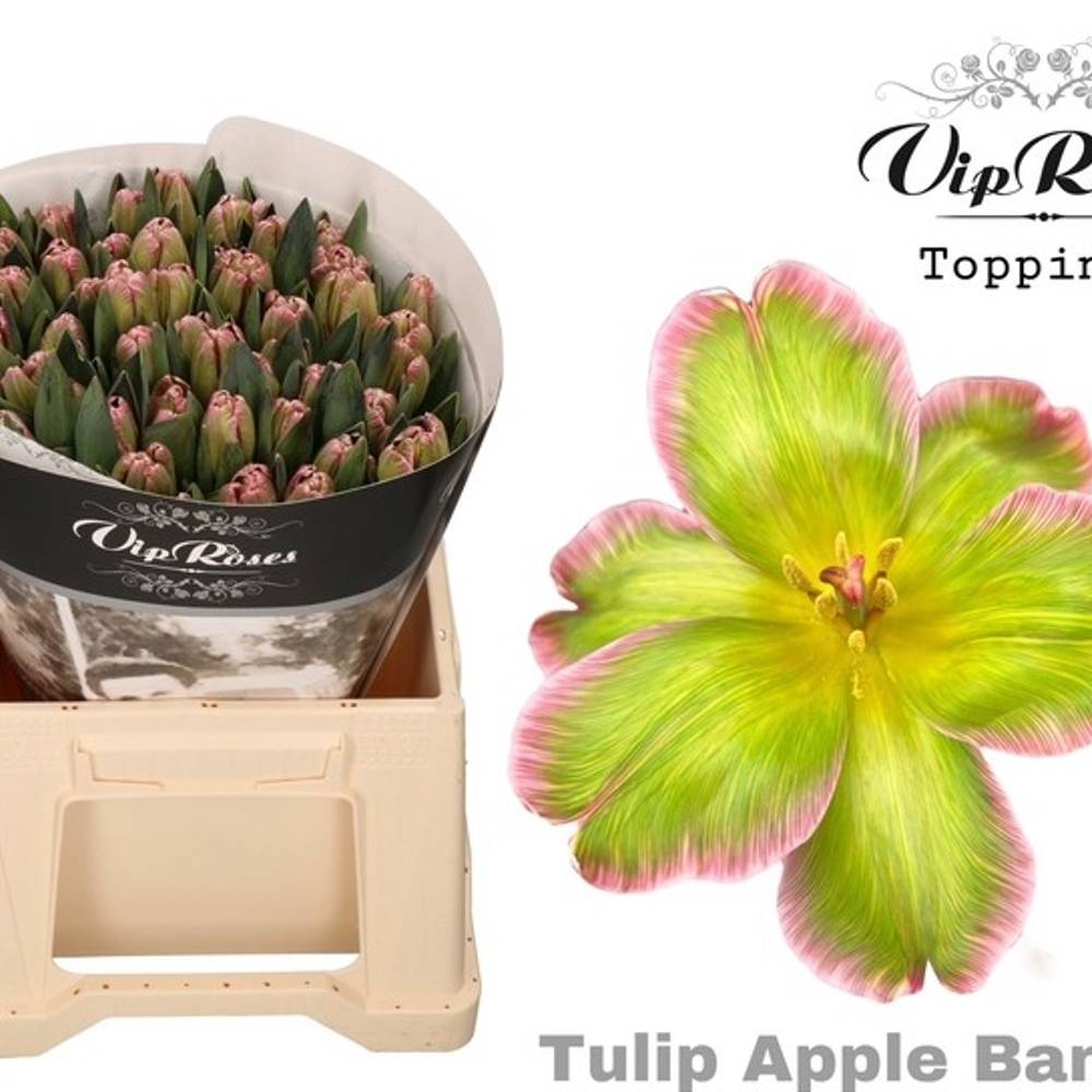 Tulpe Rosa/grün gefärbt Apple bandit 32 Gramm
